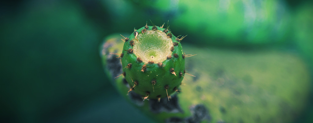 Cactus da Mescalina