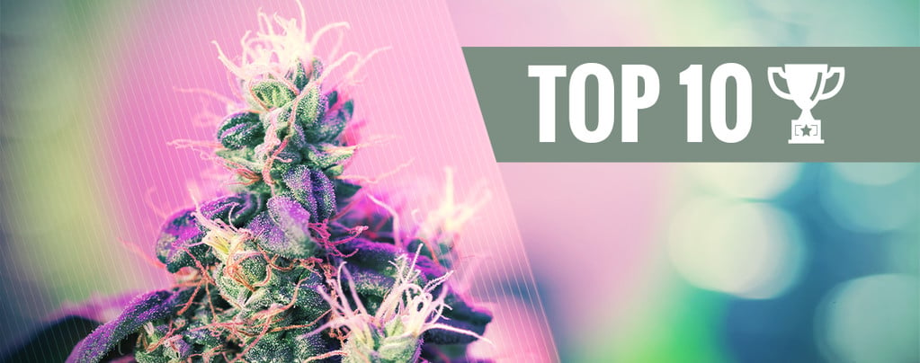 Le 10 Varietà Di Cannabis Più Premiate