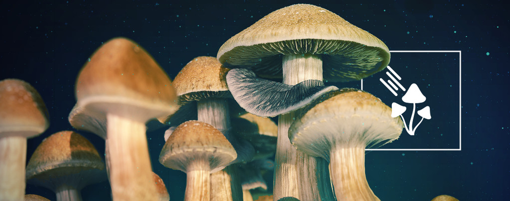 Di Quanta Luce Hanno Bisogno I Funghi Magici Per Crescere