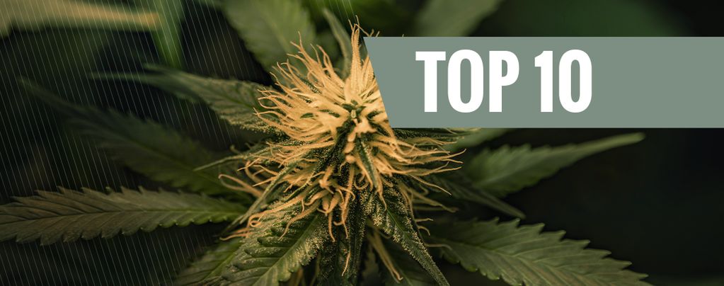 Le 10 Migliori Varietà Di Cannabis Cheese