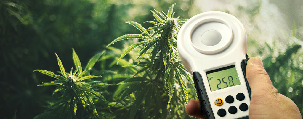 Come Migliorare Le Rese Della Cannabis Usando Un Luxmetro