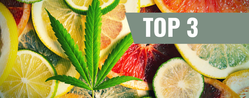 Le 3 Migliori Varietà Di Cannabis Per Ciascun Terpene
