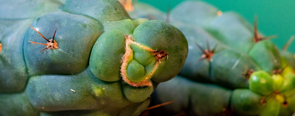 Echinopsis Zamnesiana — Il Nostro Esclusivo Cactus Da Mescalina