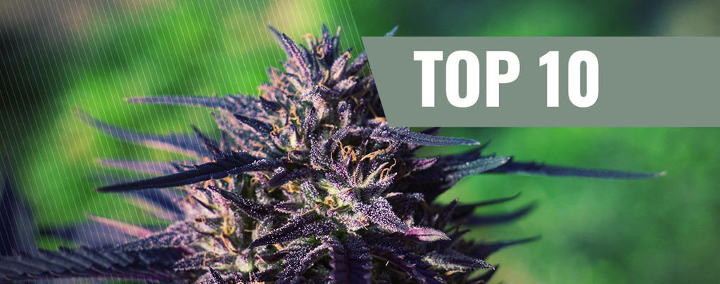 Le 10 Migliori Varietà Di Cannabis Purple