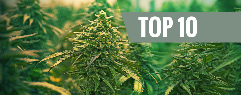 Le 10 Migliori Varietà Di Cannabis Femminizzate