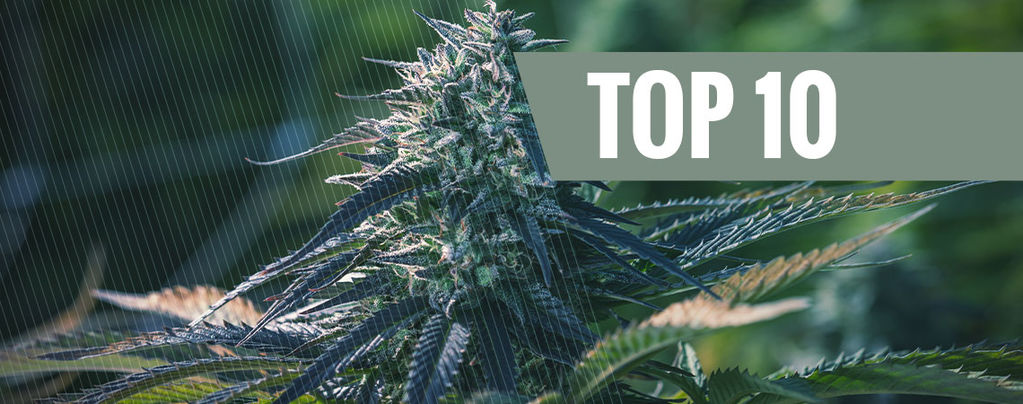 Le 10 Migliori Ragioni Per Coltivare Cannabis Autofiorente