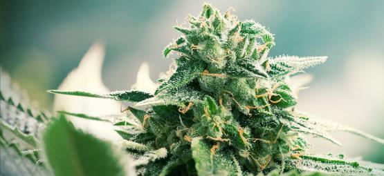 Le Origini Della Cannabis Haze