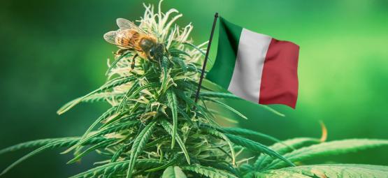 Le Migliori Varietà Di Cannabis Da Coltivare All'Aperto In Italia