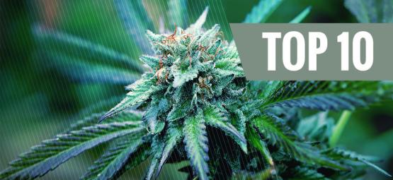 La Top 10 Delle Varietà Di Marijuana Terapeutica
