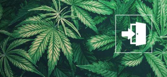 I Migliori Semi Di Cannabis Per Coltivazioni Indoor