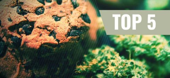 Le 5 Migliori Ricette di Biscotti alla Cannabis