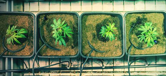 Quando E Come Trapiantare Le Piante Di Cannabis Per Aumentare Le Rese