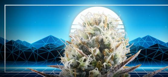 Il Culmine Dell'Evoluzione Della Cannabis: Blue 2.0