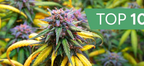 Le 10 Migliori Varietà Di Cannabis Per La Stagione Autunnale