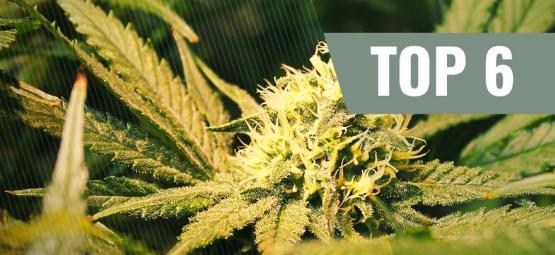 Le 6 Migliori Varietà Di Cannabis Ad Alto Contenuto Di THCV