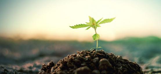 Come Creare Il Tuo Compost Per Coltivare La Cannabis