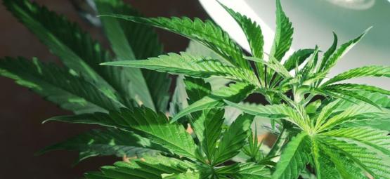 C'è Bisogno Di Un'Illuminazione Laterale Per Le Piante Di Cannabis?