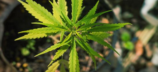 Strane E Meravigliose Mutazioni Della Cannabis 