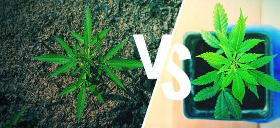 Coltivare Cannabis Outdoor: In Suolo Vs Vasi