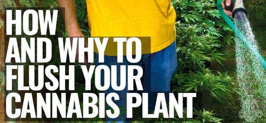 Come & Perché Risciacquare le Piante di Cannabis